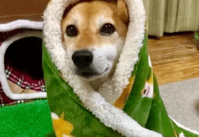 狗子怕冷故意把窗簾蓋在身上，狗：這暗示夠明顯了吧？