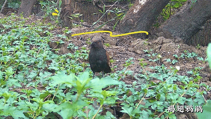藏不住了！用科技解鎖大灣區中央溼地萌態圖鑑