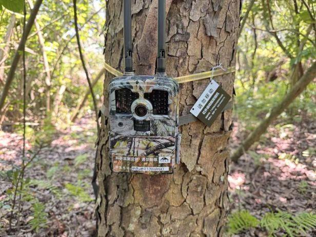 藏不住了！用科技解鎖大灣區中央溼地萌態圖鑑