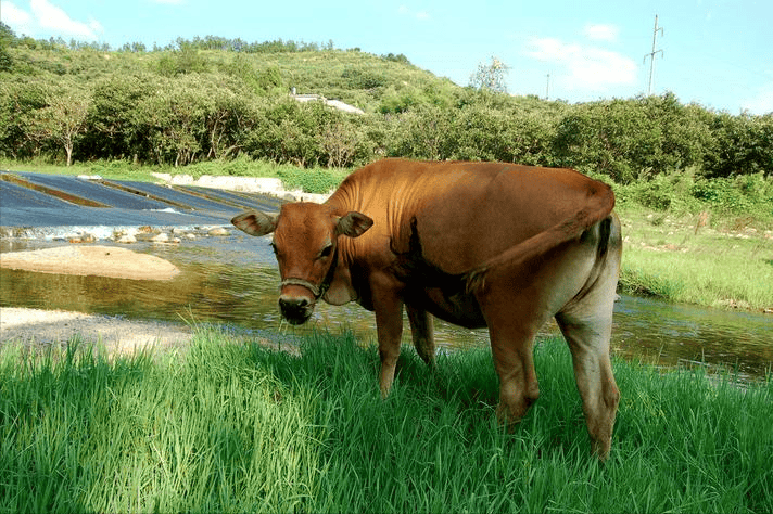 出生小牛犢拉稀怎麼辦？獸醫詳解，建議收藏！