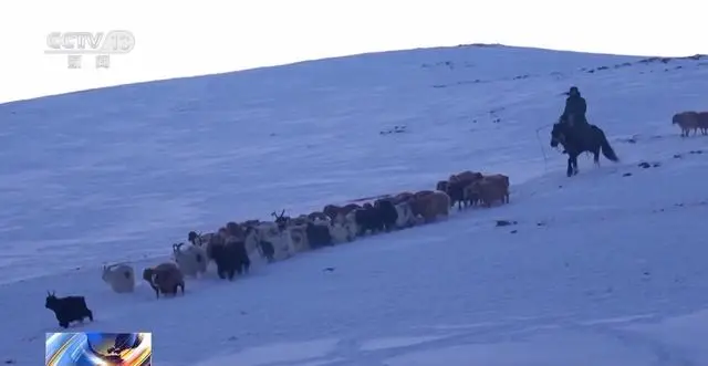 20萬餘頭牛羊“搬家”進行中 阿勒泰春季轉場有多壯觀