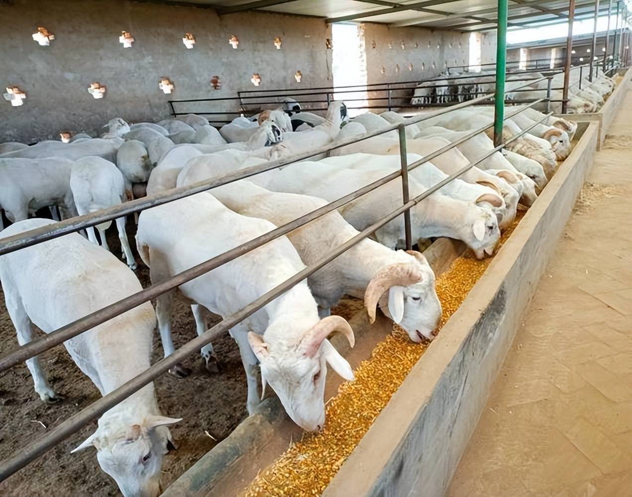 大羊拉稀原因及治療？本文有快速治療方案！