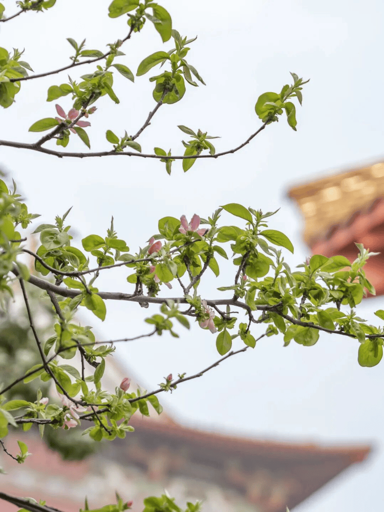 江蘇徐州：“春假+清明”去哪裡？這份“經開六小時”遊玩攻略請收藏！